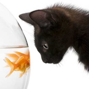 Audit Pest Control Approfondito Verifica Fornitore per la Disinfestazione