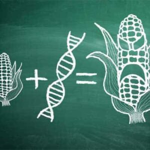 OGM Organismi Geneticamente Modificati