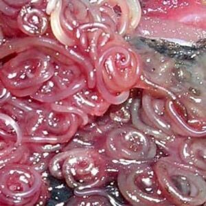 Pericolo Alimentare per il Rischio Anisakis