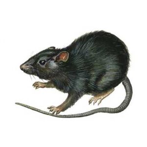 La Prevenzione della Infestazione da Roditori