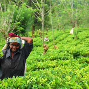 Il commercio equo sostenibile lo standard di certificazione fairtrade
