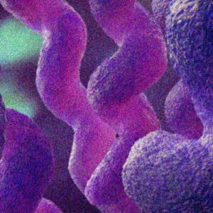 Le infezioni derivanti dalla contaminazione di Campylobacter