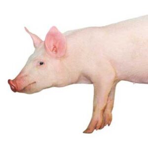 antibiotico resistenza la certificazione antibiotic free