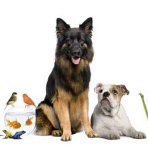pet food alimenti per gli animali da compagnia