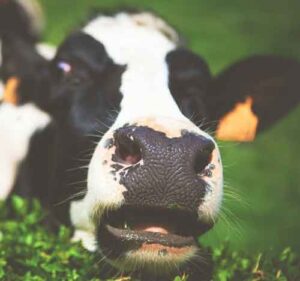 Morbo della mucca pazza BSE encefalopatia spongiforme bovina