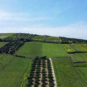 Alimenti a Km 0 e filiera corta