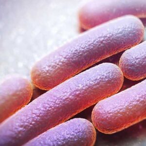 batterio shigella
