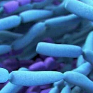 Cos’è-il-Bacillus-Cereus
