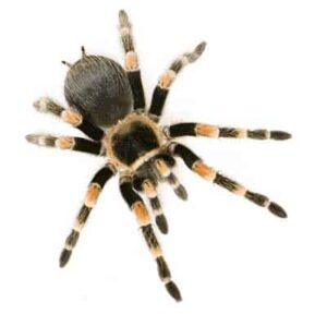 Evoluzione-del-disinfestatore-nell’industria-alimentare