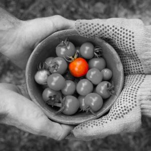 Redazione del manuale di autocontrollo per la sicurezza alimentare haccp