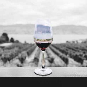 Vino filiera vitivinicola italiana