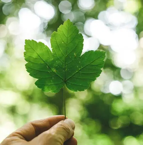 Servizi di consulenza ambiente